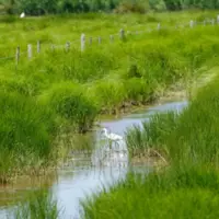 ruisseau avec oiseau en zones humides,
