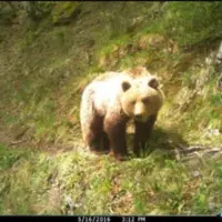 Femelle Ours, capture photo en Ariège