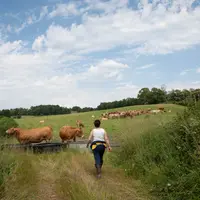 Agricultrice avec son troupeau de vaches allaitantes au pâturage dans la Creuse.