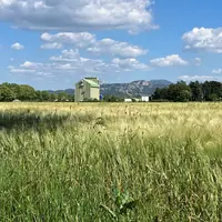 Parcelle de blé dur en Charente