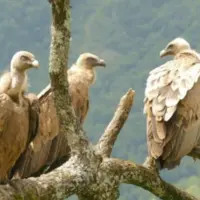 trois vautours fauves perchés sur un arbre