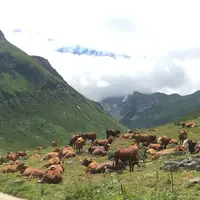 troupeau de vaches paissant en montagne