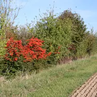 Haie d'arbustres en bordure de champs
