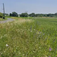 Bande fleurie en bordure de route et de champ