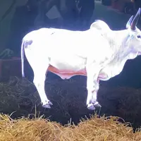 Hologramme de la vache Biguine
