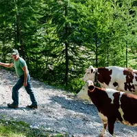 Montée en estive des génisses et vaches de race Montbéliarde guidées par un vacher vers le col de Furfande dans les Hautes-Alpes.