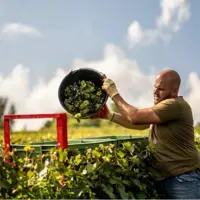 Homme travaillant dans un vignoble