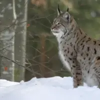 lynx dans la neige