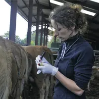 Vétérinaire en milieu rural réalisant une prise de sang dans un élevage de bovins viande.