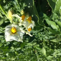 Plants de pommes de terre en fleur dans un champ.