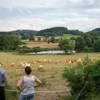 Agriculteurs observant leurs bovins près d'un étang dans un paysage bocager.