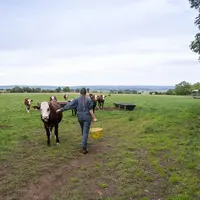 Une agricultrice apporte des compléments alimentaires à ses génisses de race abondance au pâturage