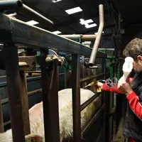 Vaccination d'un bovin dans un élevage de Reims issu d'un lot de broutards de race Charolaise et Salers.
