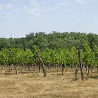 Parcelle de vignes avec des arbres en arrière-plan