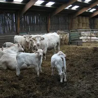 Troupeau de charolaises en stabulation avec les veaux.