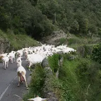 un troupeau de chèvres avançant sur une route de montagne