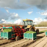 travaux de récolte de mâche dans un champ