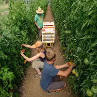 Salariés agricoles saisonniers récoltent des tomates sous serre