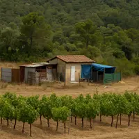 cabanes implantées sur un terrain avec des vignes au premier plan et des arbres en arrière plan