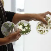 Boîte de Petri contenant des cultures de soja in vitro pour produire des OGM dans un laboratoire argentin de biotechnologie végétale