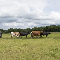 Eleveur avec ses vaches laitières aux pâturages dans le Finistère en Bretagne.