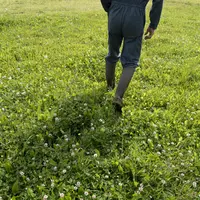 Un agriculteur marche dans une prairie permanente.