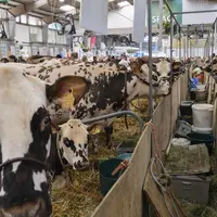 Vaches normandes dans un hall lors du Space 2024.