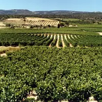 paysage de vignes et de collines
