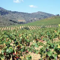 champs de vignes et montagne, paysage occitan