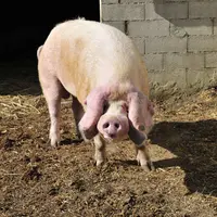 Porc de la race Blancs de l’Ouest
