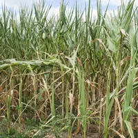 aïs non irrigué dont le développement a été entravé par la sécheresse et les températures élevées