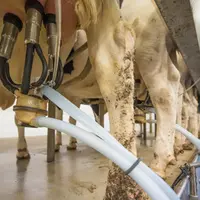 pis des vaches appareillés pour la traite automatique