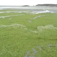 algues vertes échouées recouvrant totalement une plage