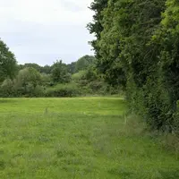 Prairie de trèfles avec une haie fin mai.