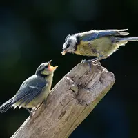 Mésanges sur une branche d'arbre
