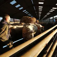 Enlèvement et transport d' un lot de 18 bovins viande de race charolaise de 20 mois chez l' éleveur, deux personnes sont visibles au milieu des bovins