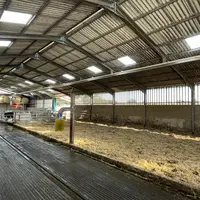 Aire paillée dans une stabulation pour vaches laitières