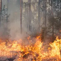 Feu de forêt pendant un incendie.