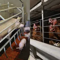 Une truie en cage avec ses porcelets et des volailles de chair en cage