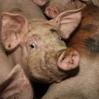 cochons