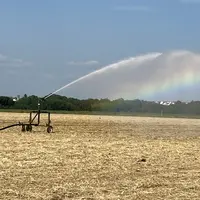 irrigation dans un champ de blé
