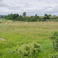 des vaches pâturent dans une prairie naturelle
