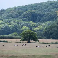 Troupeau de bovins prim'holstein au pré. La canicule a desséché les pâturages, l'herbe est jaune.