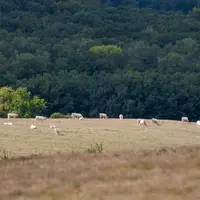 Troupeau de bovins charolais au pré. La canicule a desséché les pâturages, l'herbe est jaune.