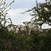Troupeau allaitant charolais au pâturage.