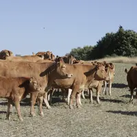 troupeau de vaches
