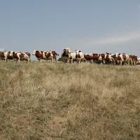 Vaches sur une prairie touchée par la sécheresse