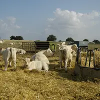 Troupeau de charolais aux pâturages, en situation de sécheresse.