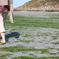 Pollution d' une plage bretonne par les algues vertes .