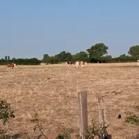 FDSEA du Jura  Vaches montbéliardes pâturant sur une prairie grillée par la sécheresse